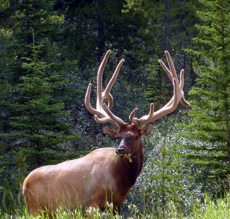 big bull elk
