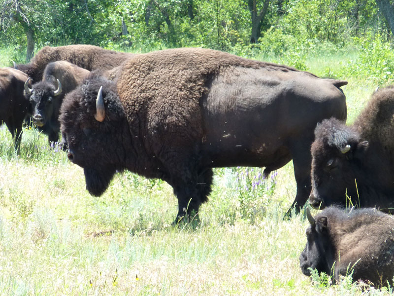 buffalo