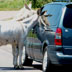 begging burros