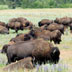 American buffalo