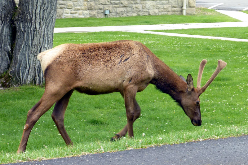 elk