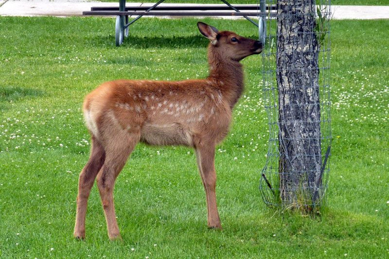 elk