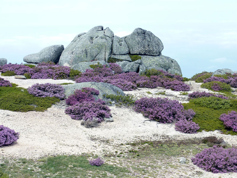 rocky outcrops