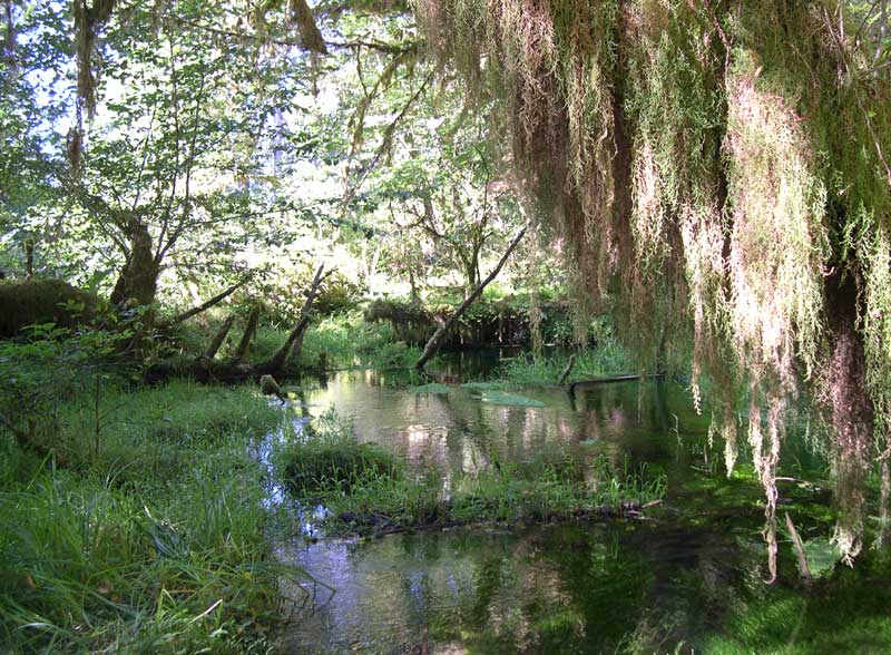 Hoh River Valley